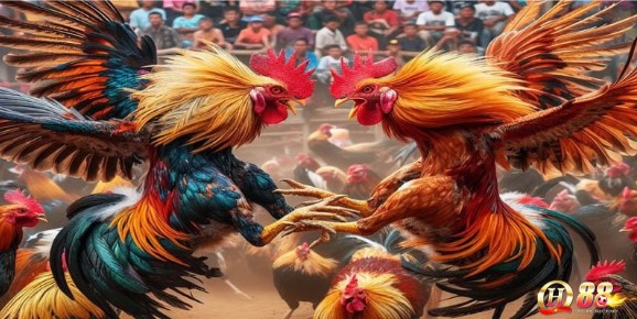 Các thế đá của gà chọi là yếu tố quan trọng để chiến thắng