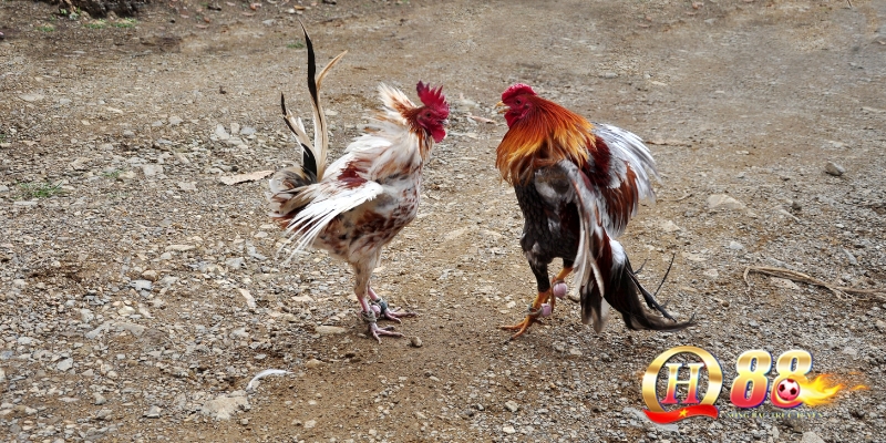 Tại sao hiểu rõ tử điểm quan trọng